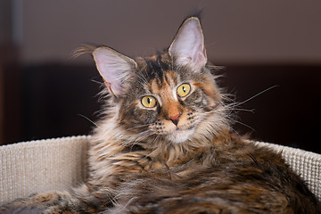 Image showing Maine Coon kitten at home