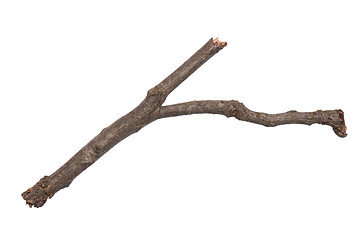 Image showing Dry tree branch on white