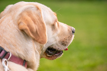 Image showing Dog Labrador Retriever at park