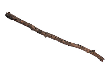 Image showing Dry tree branch on white