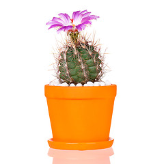 Image showing Cactus flowers on white