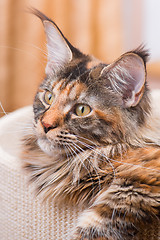 Image showing Maine Coon kitten at home