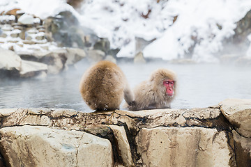 Image showing japanese macaques or snow monkeys in hot spring