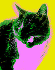 Image showing Picture with cat over yellow background