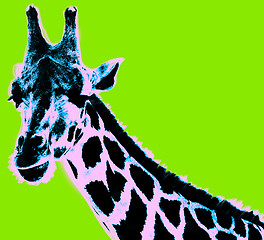 Image showing Picture with giraffe over green background