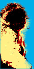 Image showing Picture with ape over blue background