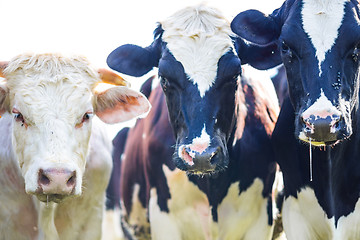 Image showing Cows staring with slobber and flies