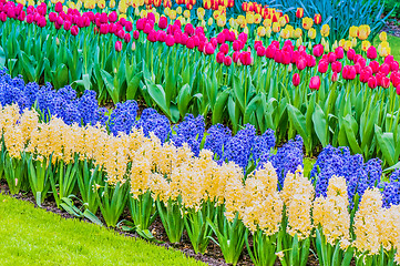 Image showing Vibrant flowerbed spring flower park