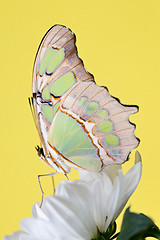 Image showing Tropical butterfly on the flower