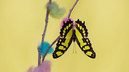 Image showing Tropical butterfly