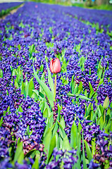 Image showing Field of blue hyacinth with red tulip