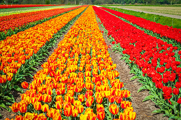 Image showing Field of tulips