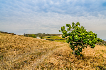 Image showing Shot of beautiful landscape with tree