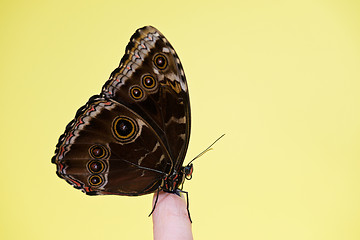 Image showing Morpho butterfly