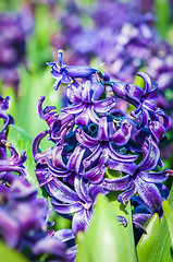 Image showing Purple hyacinths