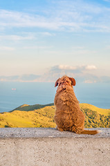 Image showing Lonely dog sitting turned backwards