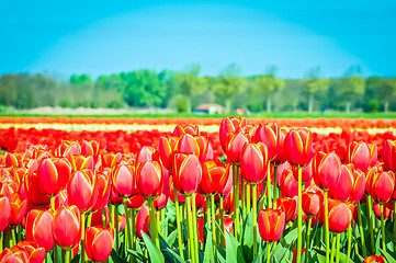 Image showing Field of tulips and blue sky