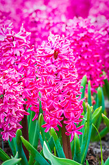 Image showing Macro shot of pink hyacinth