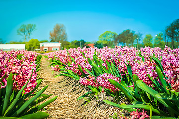 Image showing Field of pink hyacinth