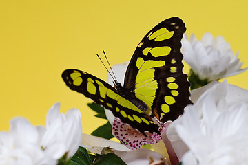 Image showing Tropical butterfly on the flower