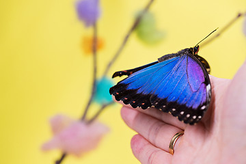 Image showing Morpho butterfly