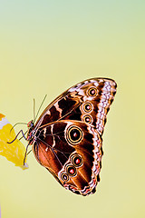 Image showing Morpho butterfly