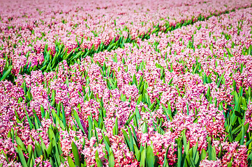 Image showing Field of pink hyacinths with red tulip