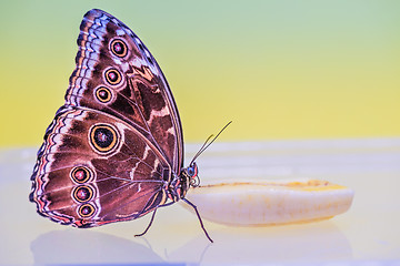 Image showing Macro morpho butterfly