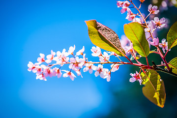 Image showing Pink flowers on the bush over blurred blue background.