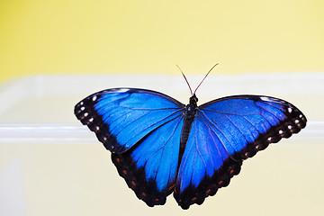 Image showing Macro shot of blue morpho butterfly