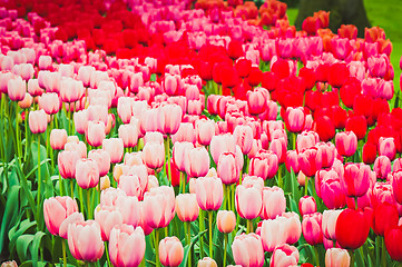 Image showing Pink and red tulips on the flowerbed