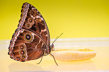 Image showing Macro morpho butterfly