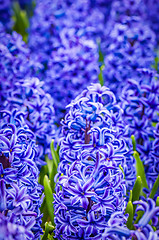 Image showing Macro shot of blue hyacinth