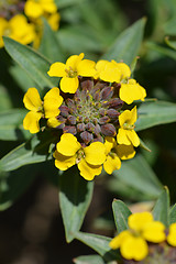 Image showing Alpine Wallflower Golden Gem