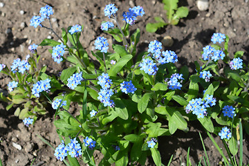 Image showing Alpine forget-me-not