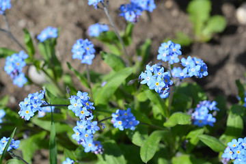 Image showing Alpine forget-me-not