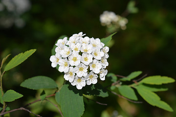 Image showing Reeves Spirea