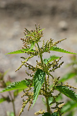 Image showing Common nettle