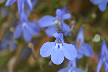 Image showing Garden lobelia