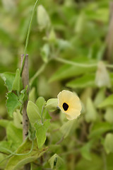 Image showing Black-eyed Susan vine