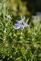 Image showing Rosemary flower