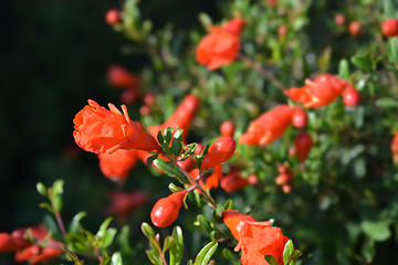 Image showing Pomegranate