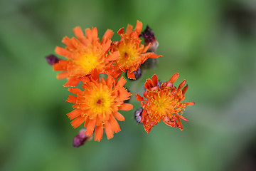 Image showing Orange hawkweed Rotgold Hybrids