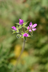 Image showing Common storksbill