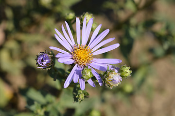 Image showing Summer Michaelmas daisy