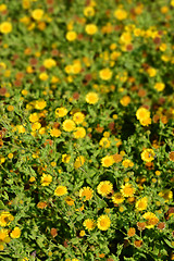 Image showing Small fleabane flowers
