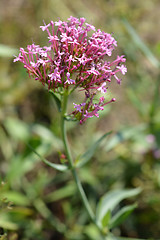 Image showing Red valerian