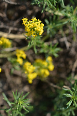 Image showing Yellow bedstraw