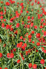 Image showing Red globe amaranth