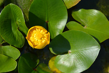 Image showing Yellow water lily